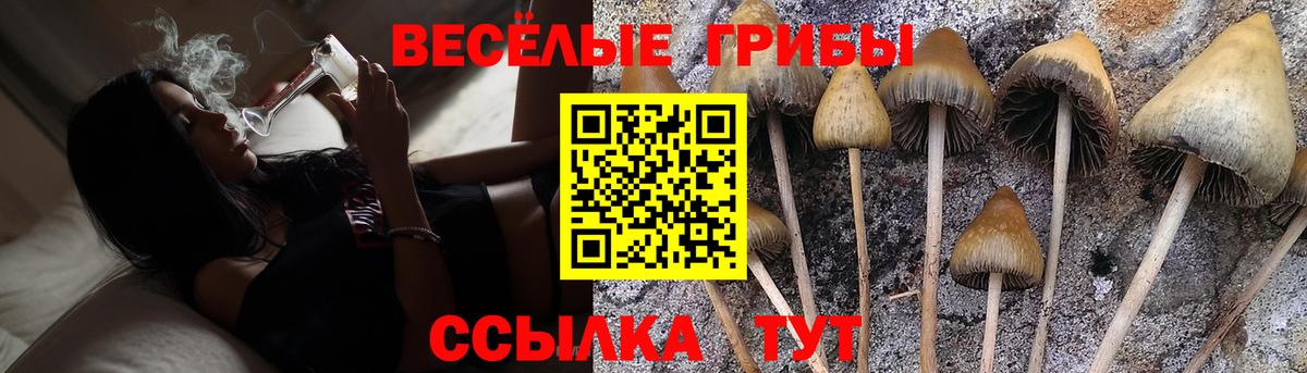 Сланцы  Псилоцибиновые грибы Cubensis  Галлюциногенные грибы Cubensis  Вход с VPN 